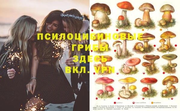 прущие грибы Новозыбков