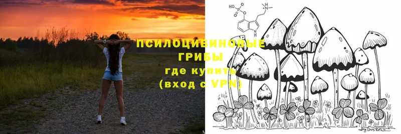 Псилоцибиновые грибы Psilocybine cubensis  OMG tor  Пучеж 